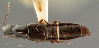 Media type: image;   Entomology 33377 Aspect: habitus dorsal view